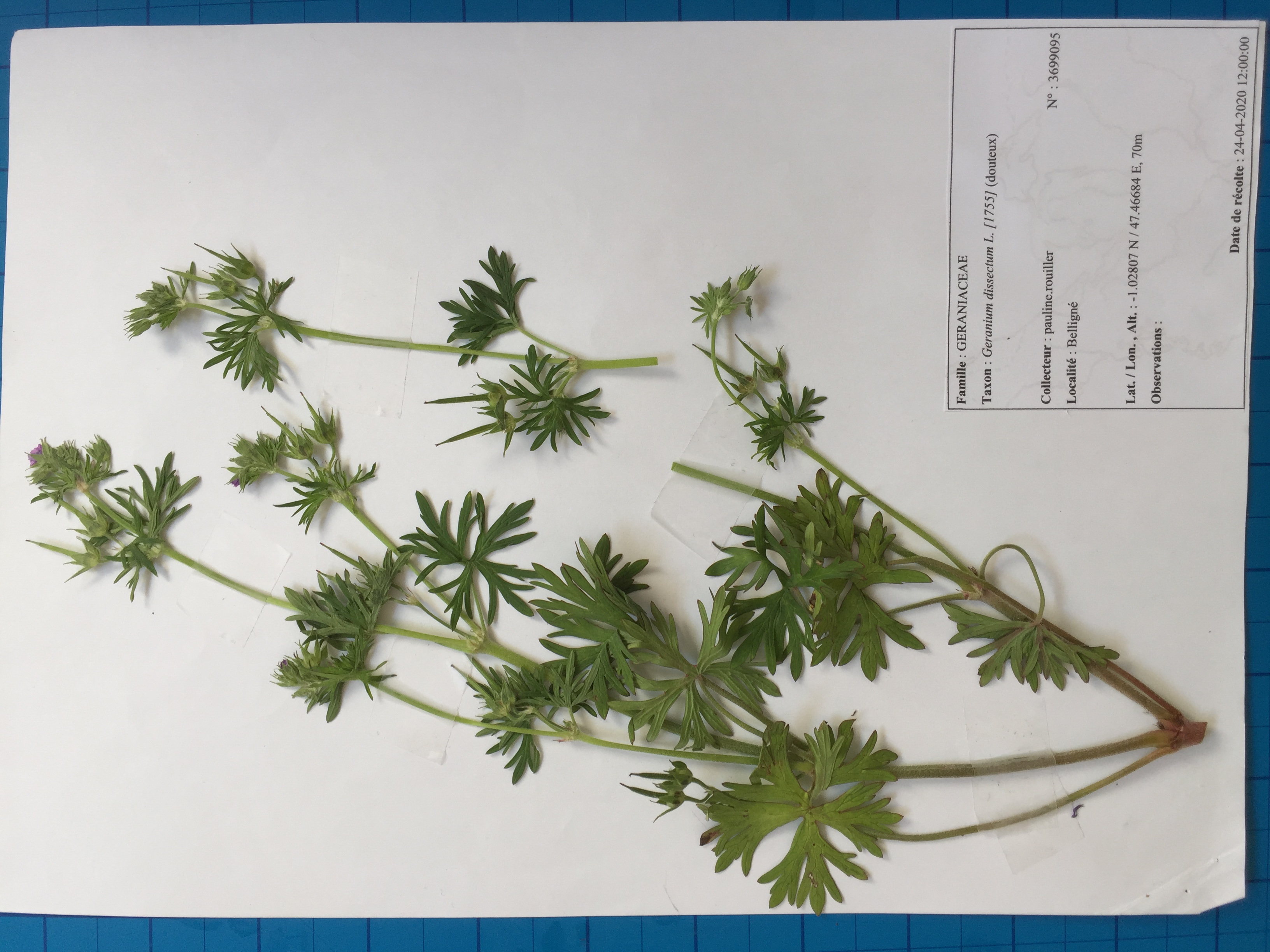 géranium à feuilles découpées