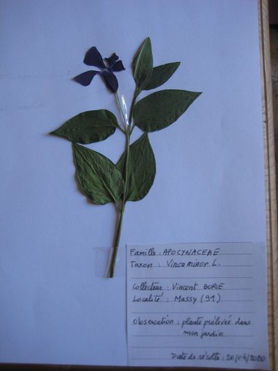 Vinca minor