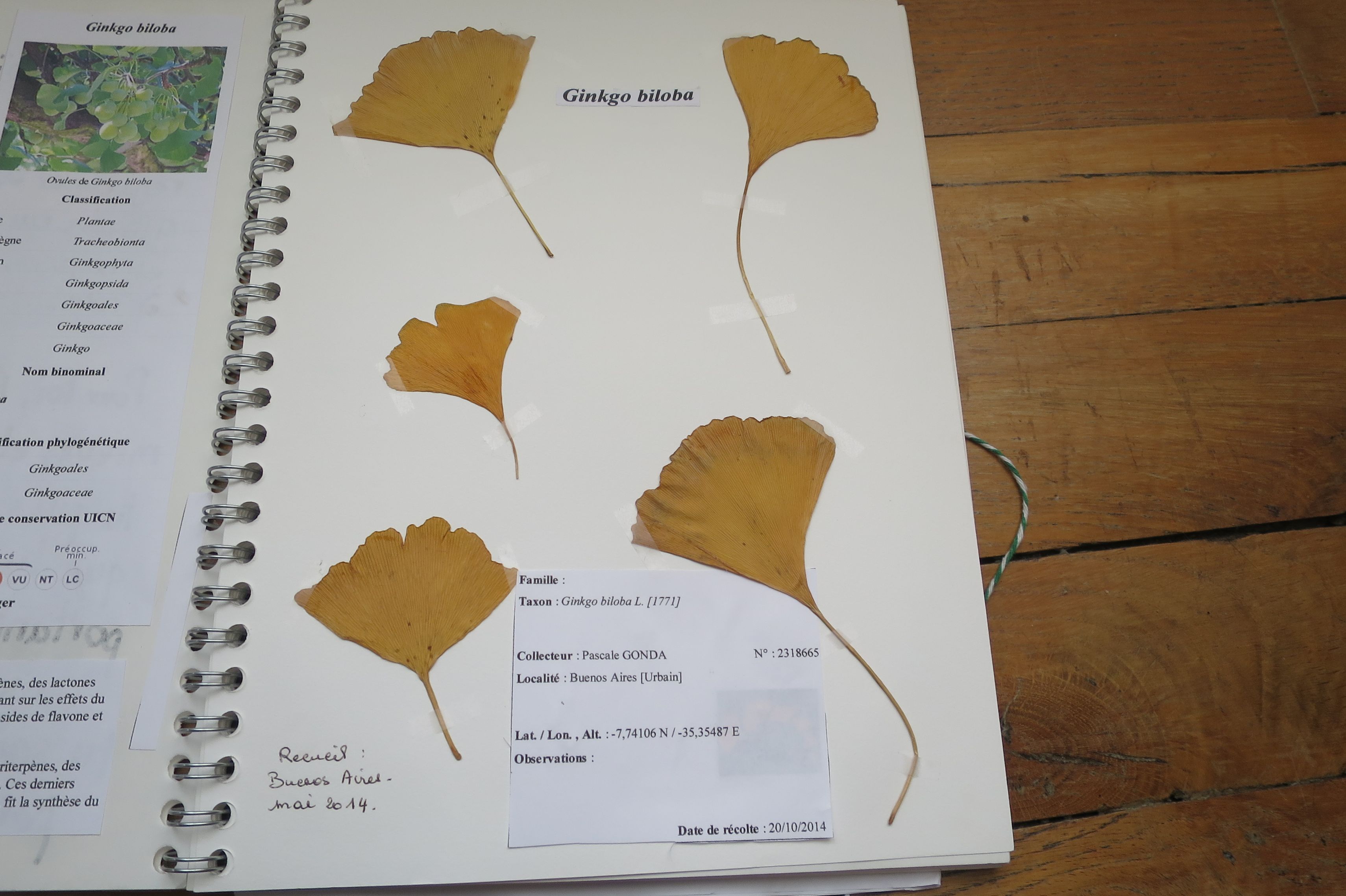 Ginkgo Biloba 2