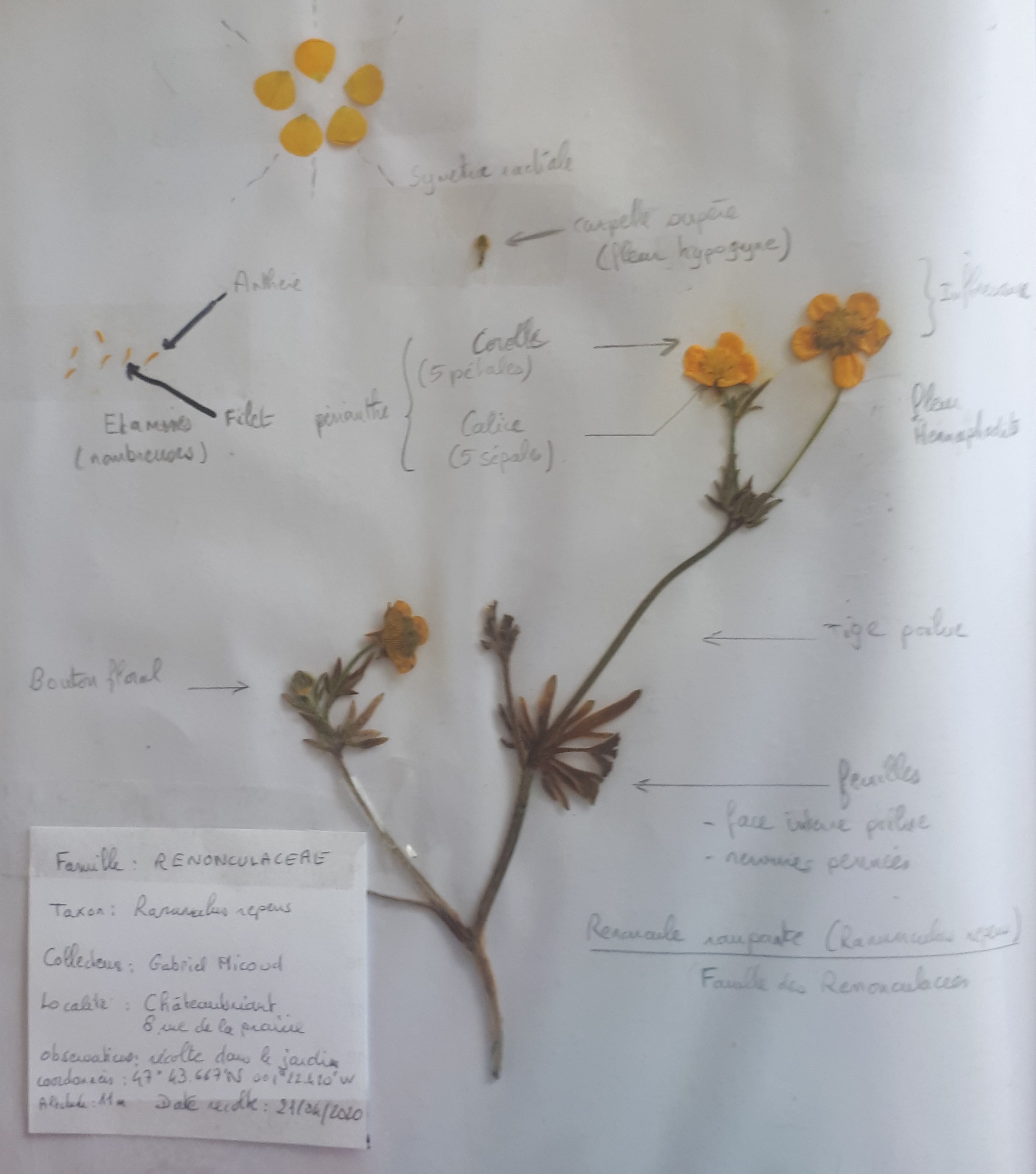 Planche herbier renoncule rampante