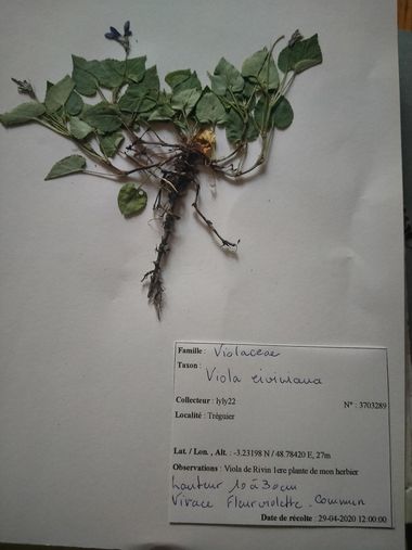 Violette Viola rivaniana