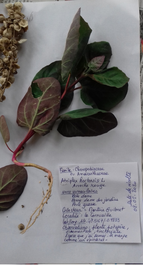 Atriplex hortensis L. - Arroche rouge