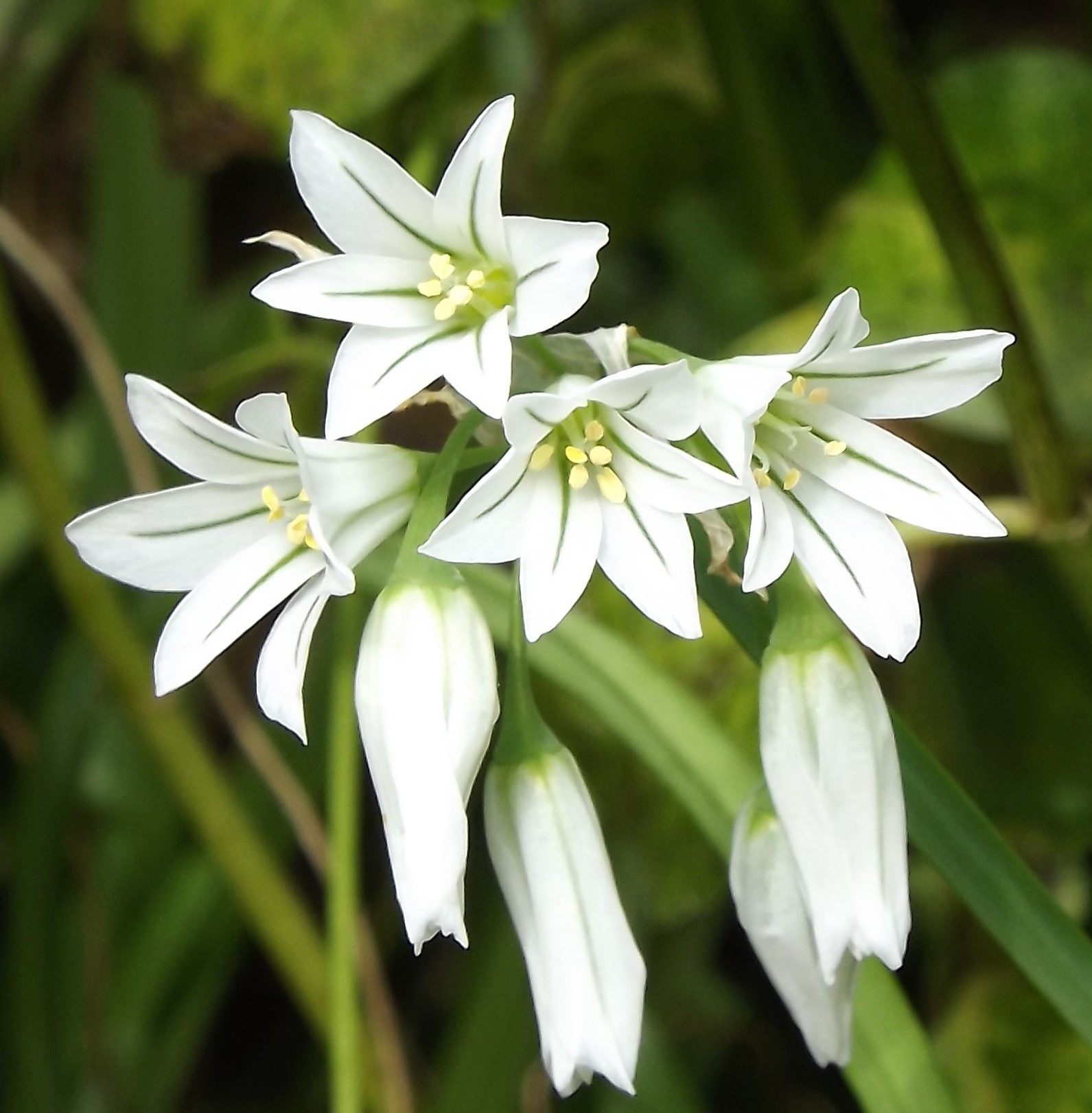 Allium triquetrum