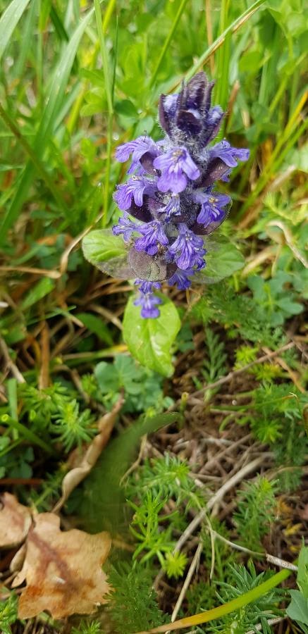 Ajuga reptans