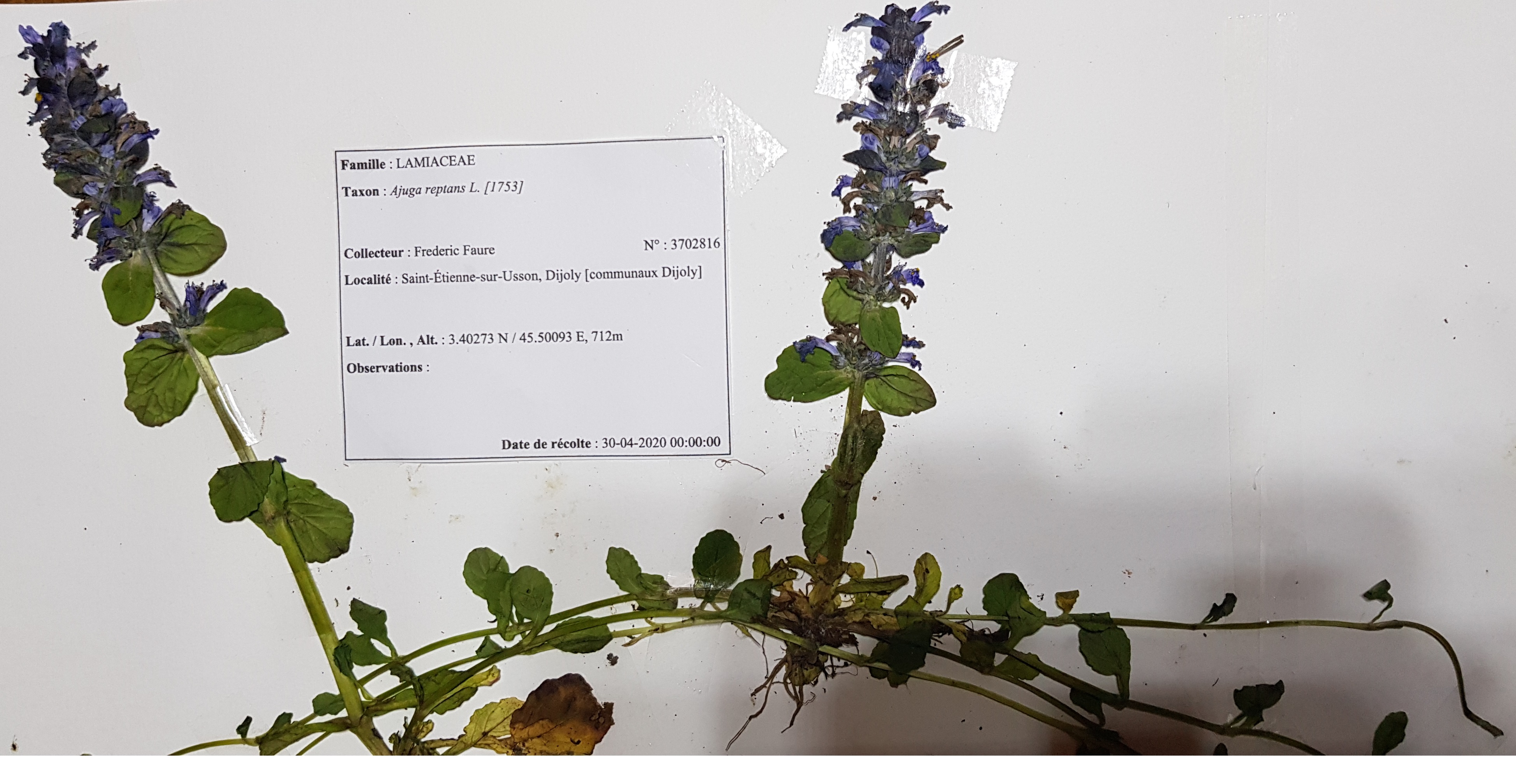 Bugle rampant herbier