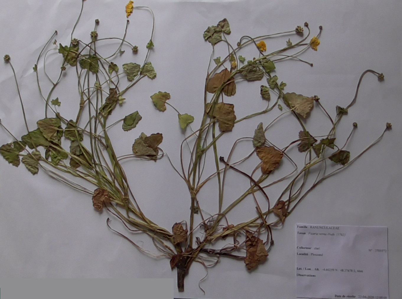 il s'agit de la photo d'une planche d'herbier de renoncule ficaire