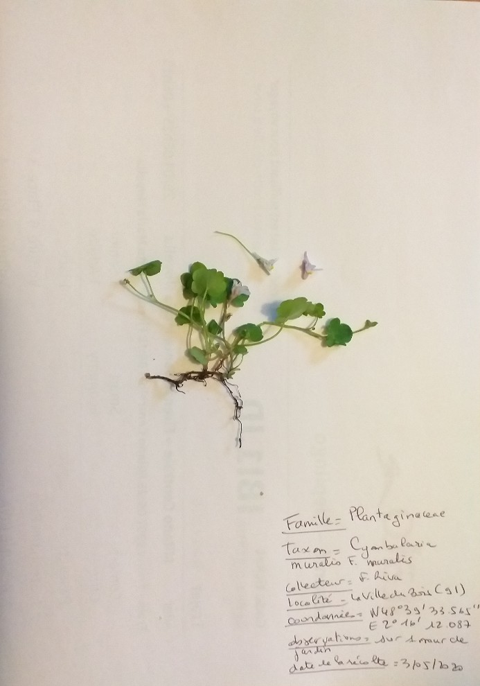 Cymbalaria muralis F. Muralis