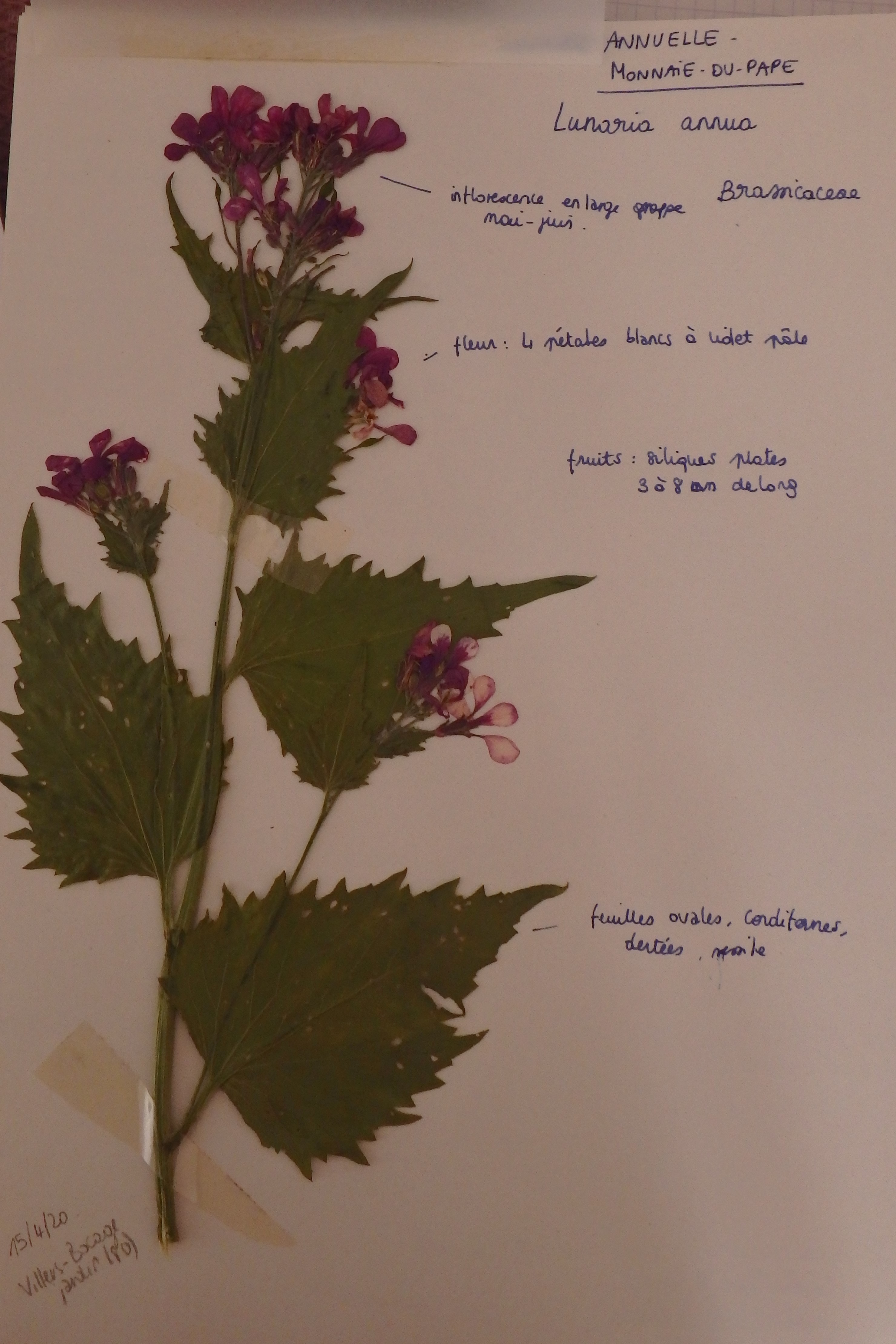 Lunaria anua