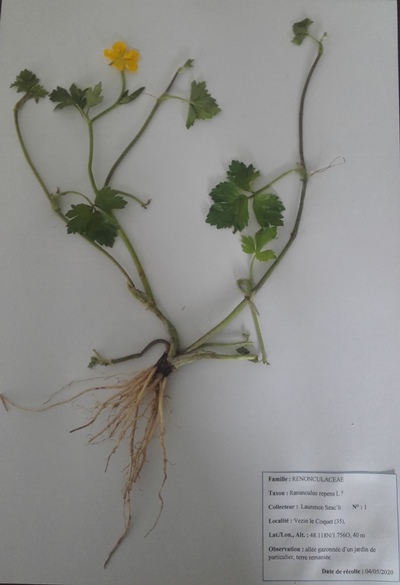 renoncule du jardin