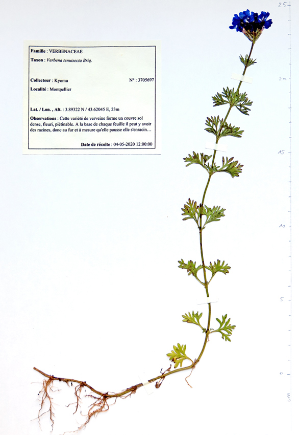 Verbena tenuisecta