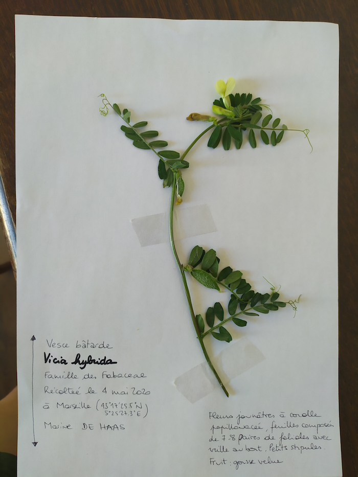 part d'herbier vesce bâtarde