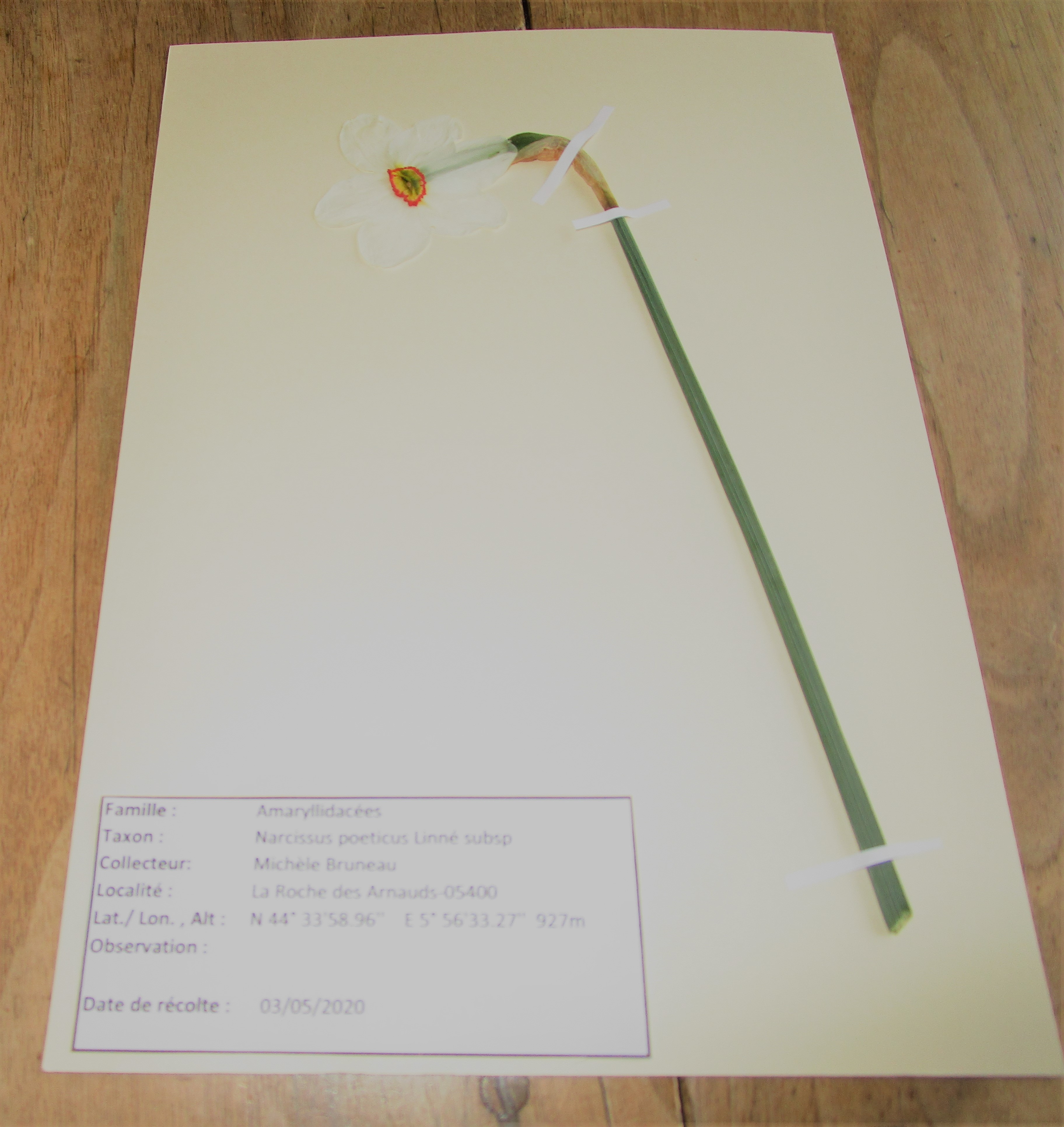 Narcissus poeticus planche herbier