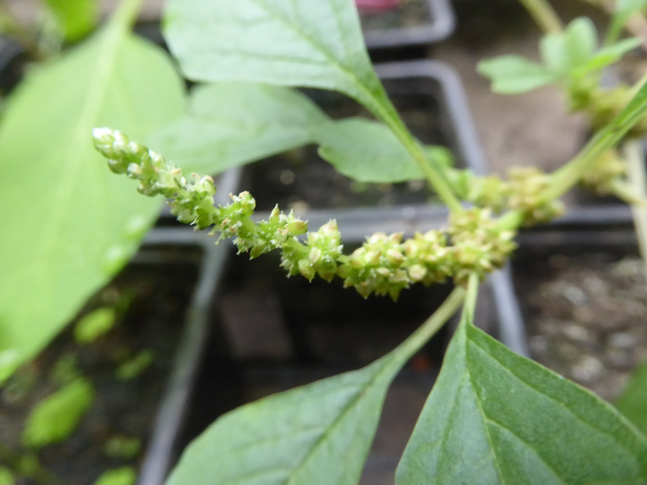 feuille Amaranthus blitum