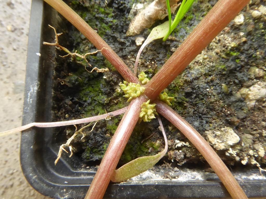 collet de Amaranthus blitum