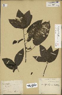 planche d'herbier de l'Acalypha Lepinei