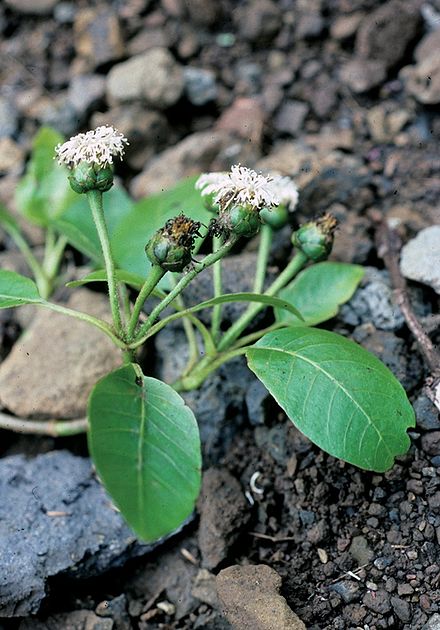 Oparanthus teikiteetinii