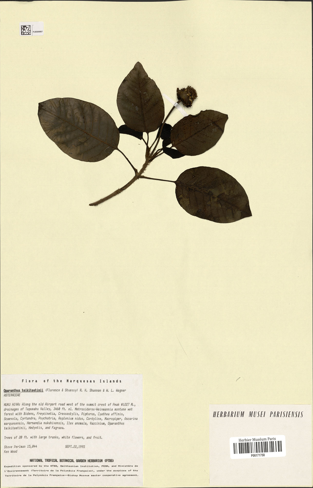 herbier Oparanthus teikiteetinii