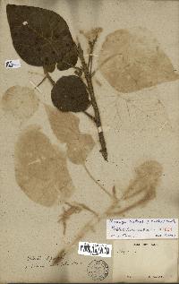 herbier