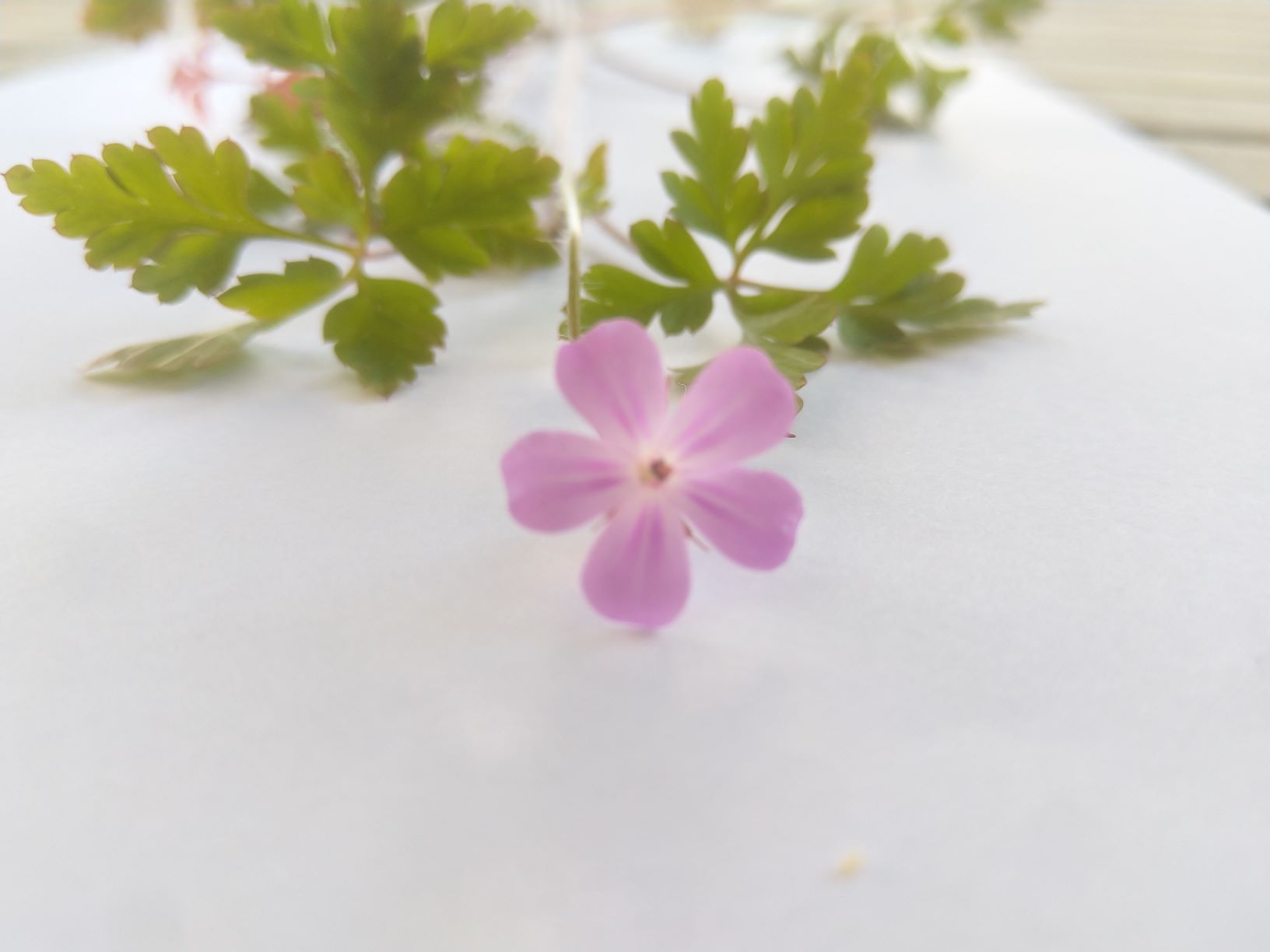 Géranium Robertianum