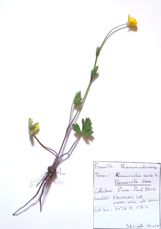 Renoncume âcre en herbier