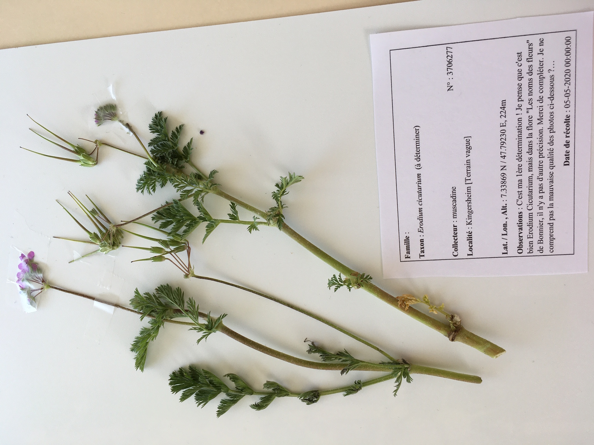 Erodium cicutarium - Herbier