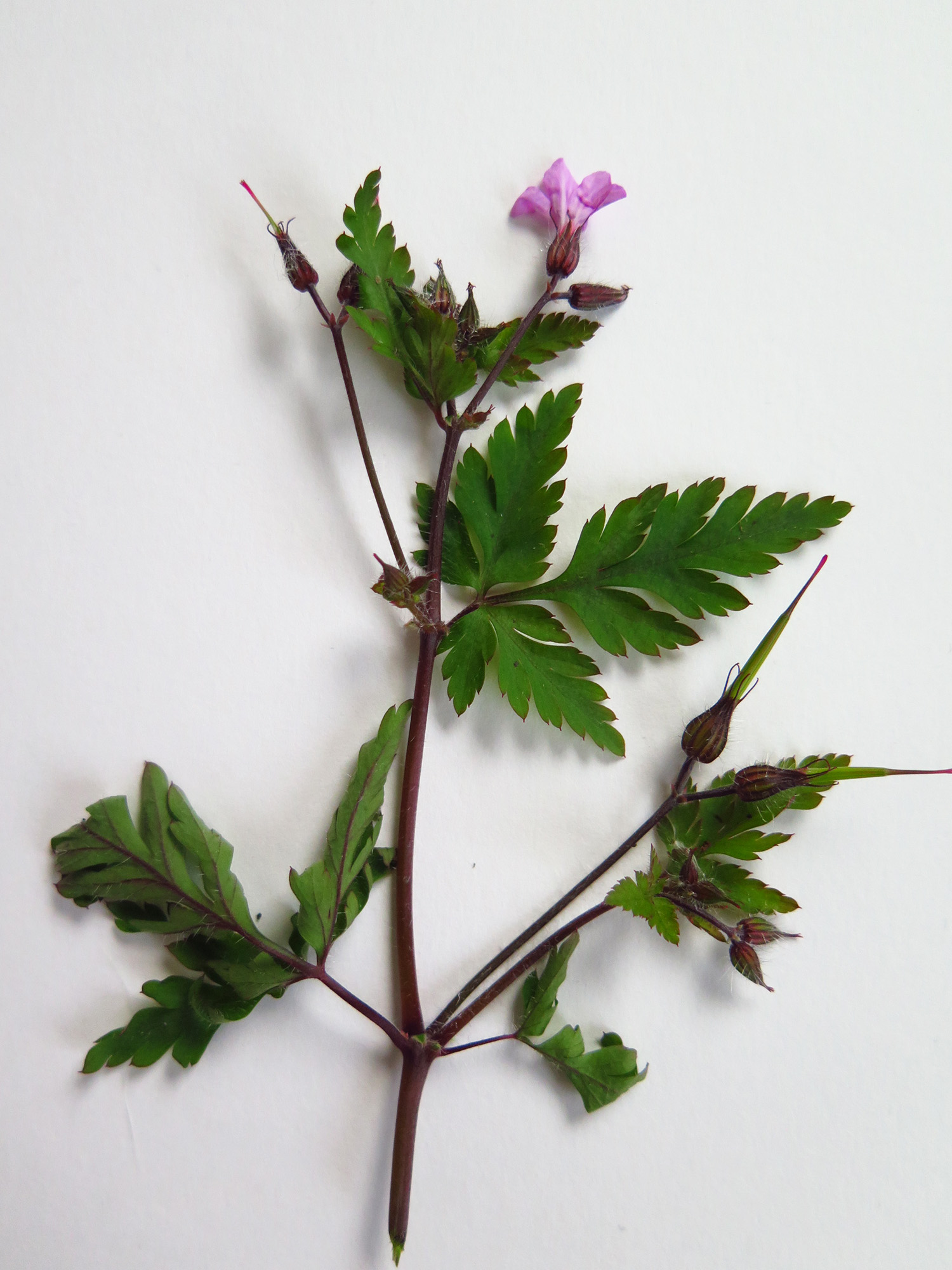 geranium herbe a robert a plat