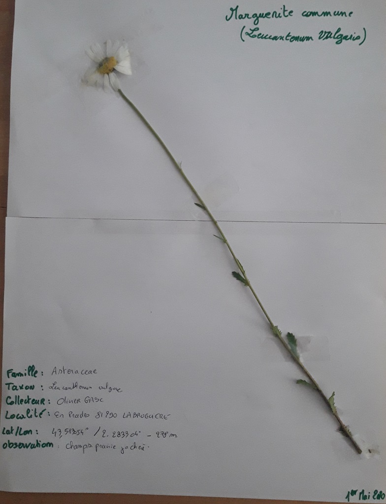 cette une marguerite blanche