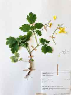 grande chélidoine - herbier