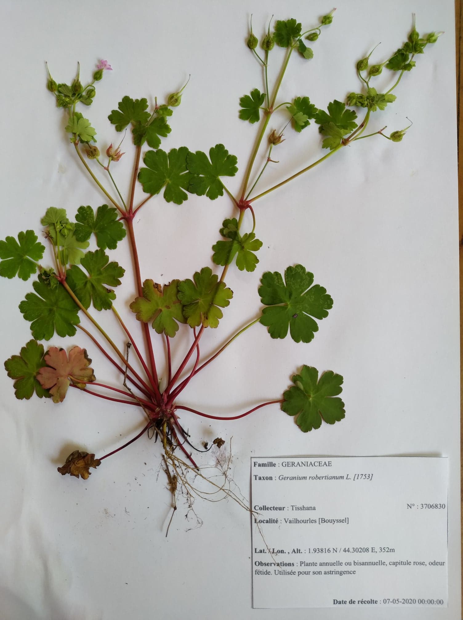 Géranium Herbe à Robert