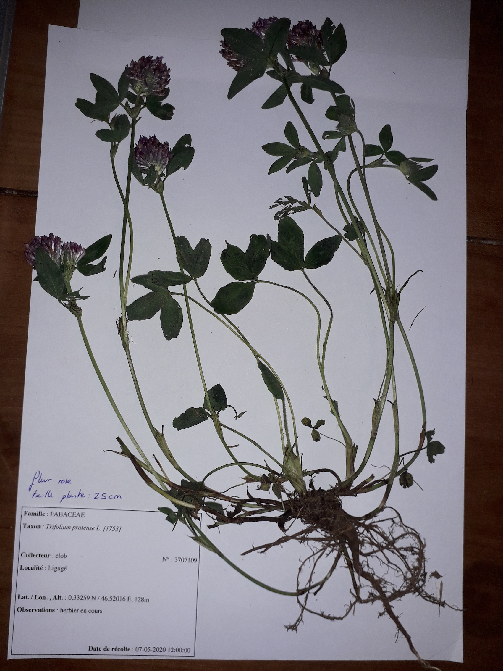 Trèfle commun Trifolium pratense L.