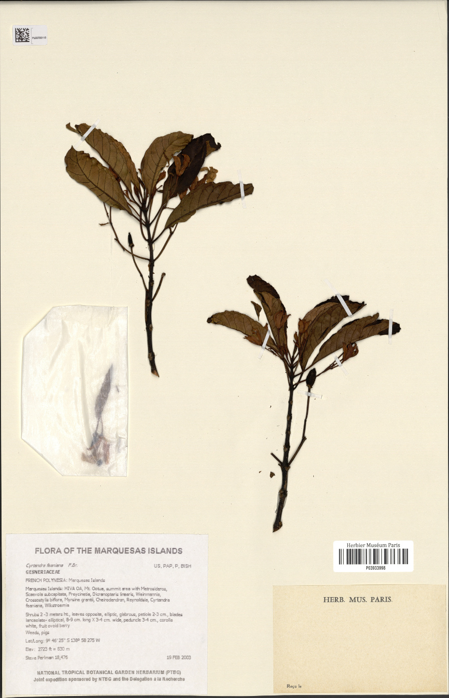 Cytandra Herbier Herbonautes