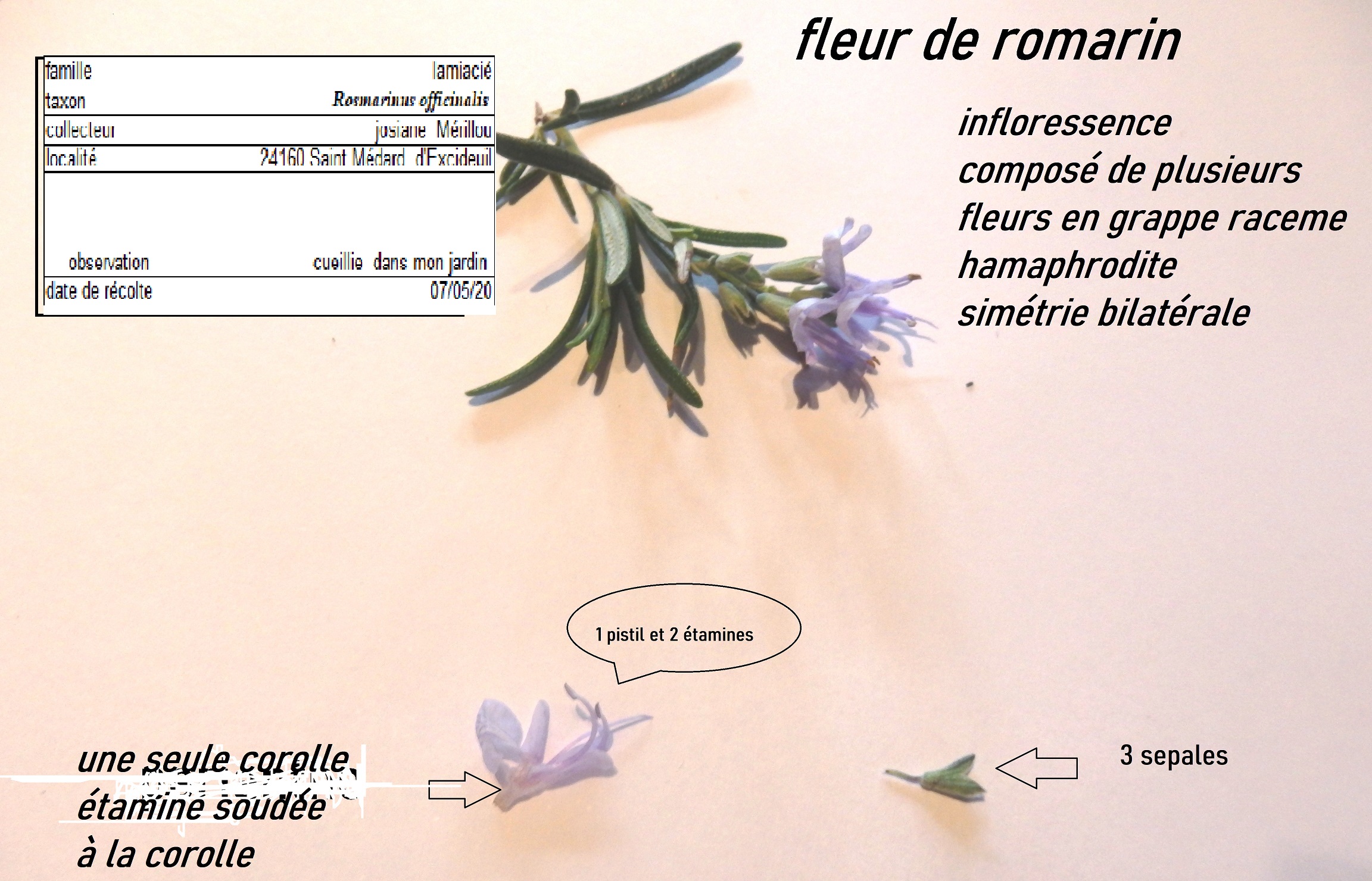 herbier fleur de romarin