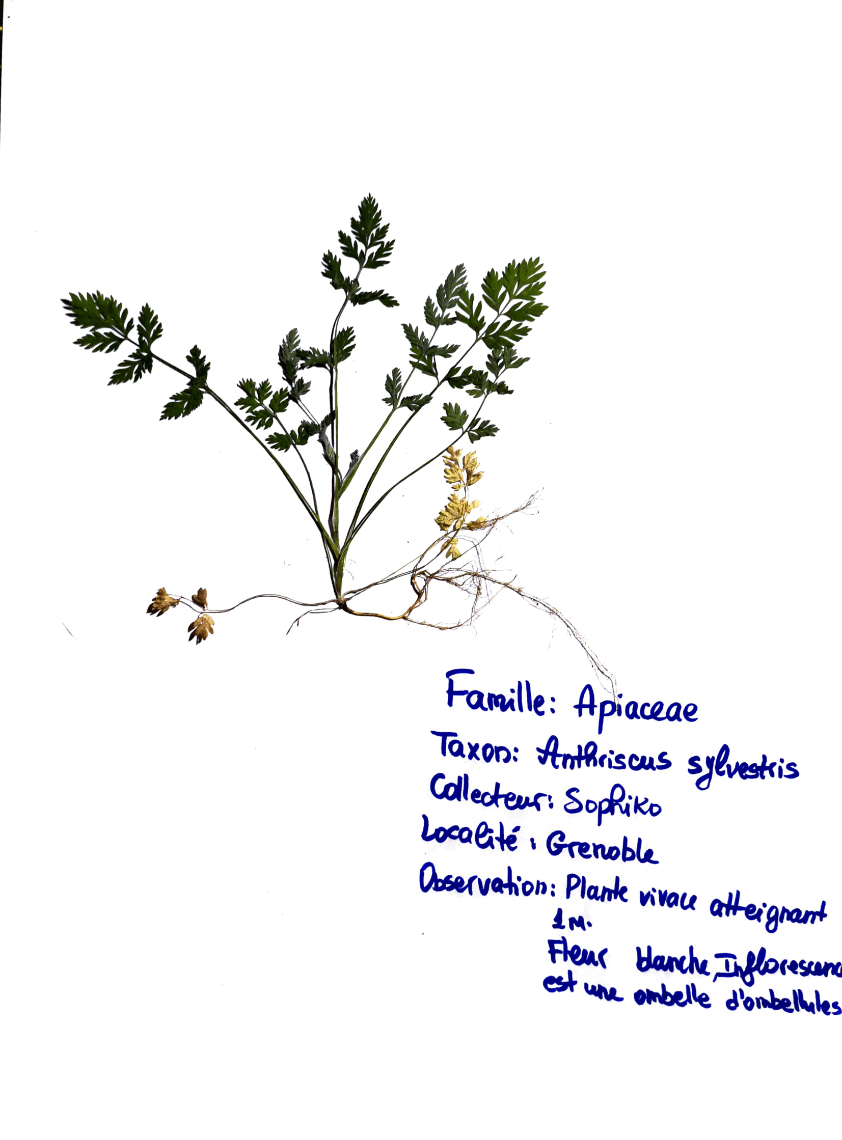 Anthriscus sylvestris