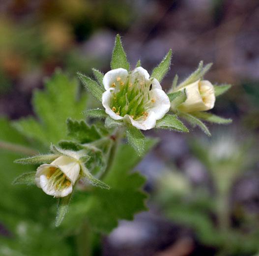 Annexe Geum heterocarpum.jpg