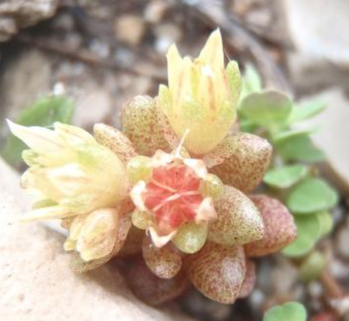 Annexe Capture d’écran 2020-04-16 à 23.08.16.png