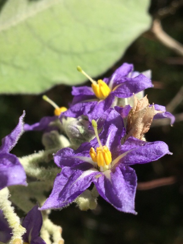 Annexe Faux tabac.jpg