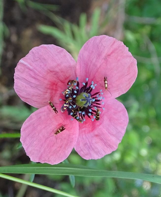 Annexe coquelicot.jpg