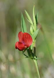 Annexe téléchargement (1).jpeg