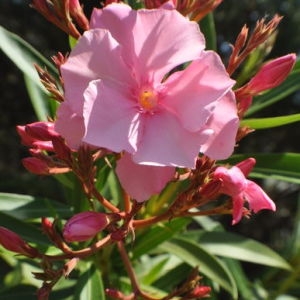 Annexe Laurier rose - Grégoire Montferrier.jpg