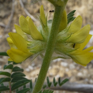 Annexe astragalus.jpg