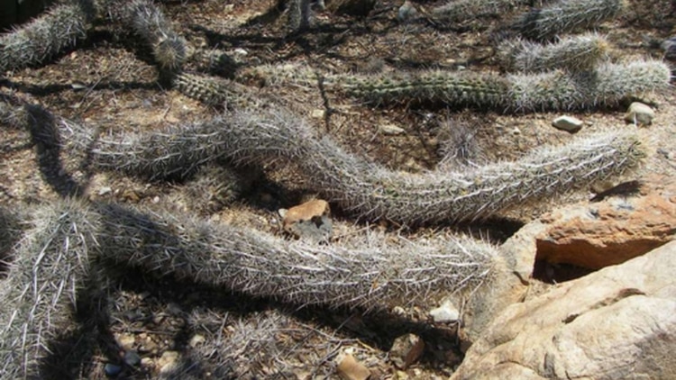 Annexe Chirinola-1.jpg