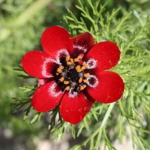 Annexe Adonis annua.jpg