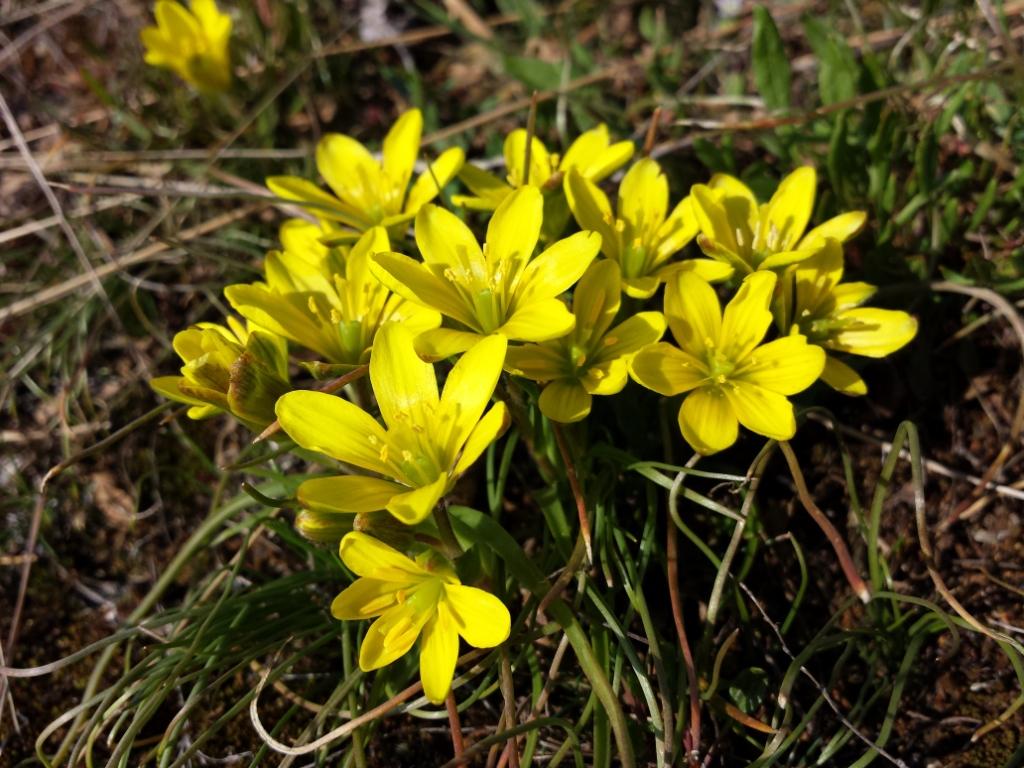 Annexe Gagea_bohemica_sl14.jpg