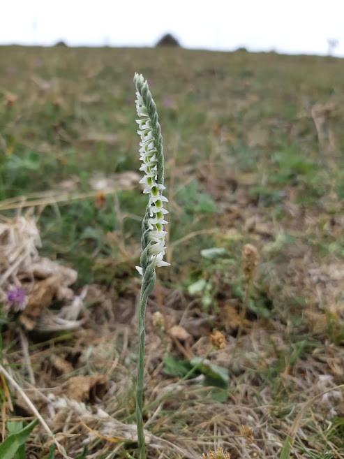 Annexe Spiranthes spiralis.jpg