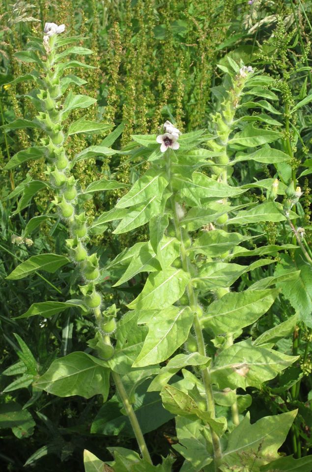 Annexe Jusquiame noire.jpg