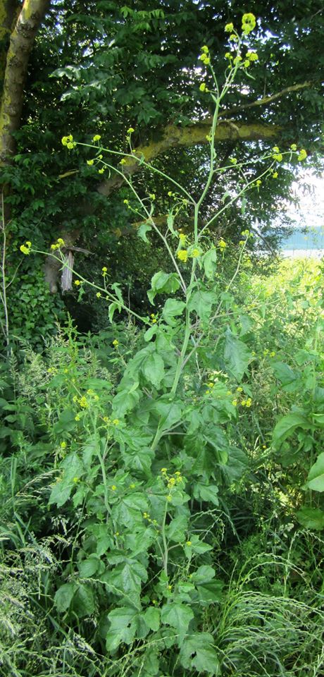 Annexe Moutarde noire.jpg