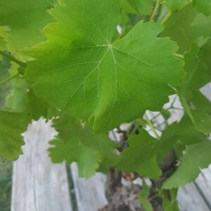 Annexe img_002392806CRS.jpg