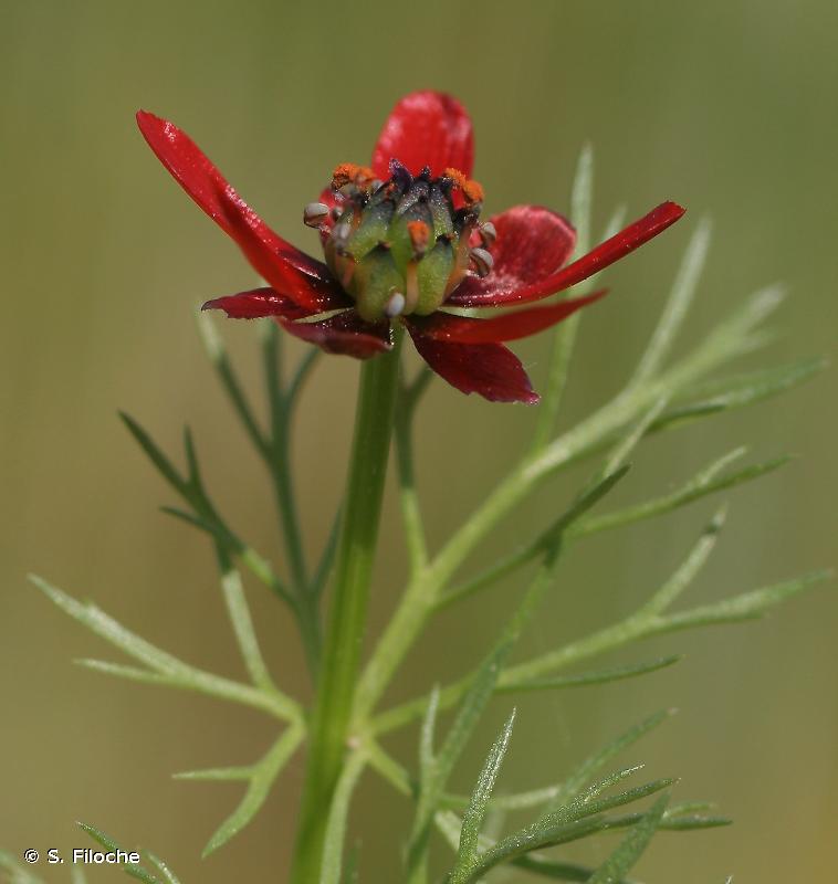 Annexe Adonis flammea 2.jpg