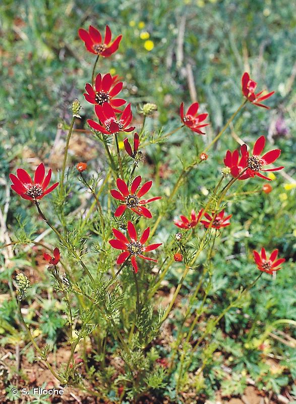 Annexe Adonis flammea.jpg