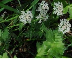 Annexe Apium Repens.JPG